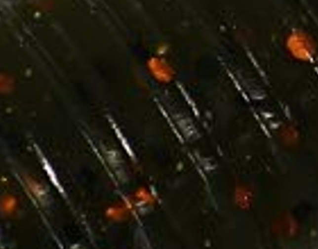 4" Punch Bug - Pumpkin Craw