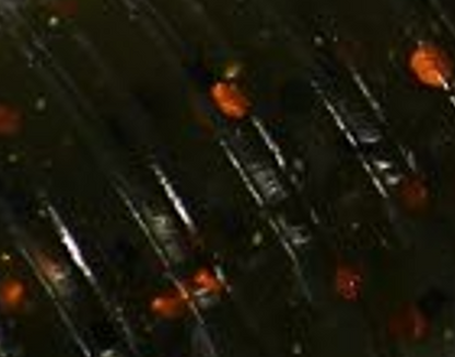 4" Punch Bug - Pumpkin Craw