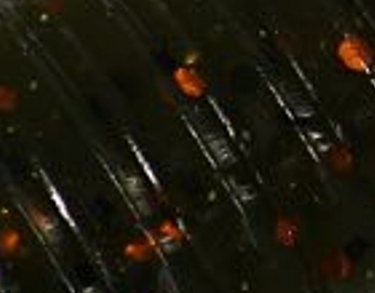 3" Crawlin' Craw - Pumpkin Craw